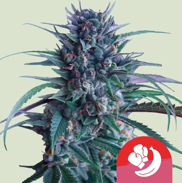 konopna odruda banana brawler